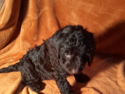 Miniature Chocolate Cockapoo puppies in Waterford