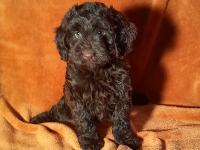Miniature Chocolate Cockapoo puppies in Waterford