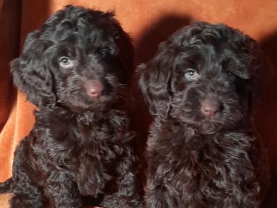 Miniature Chocolate Cockapoo puppies in Waterford