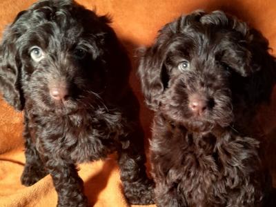 Miniature Chocolate Cockapoo puppies in Waterford