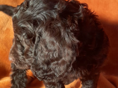 Miniature Chocolate Cockapoo puppies in Waterford