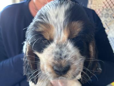 Stunning KC registered Cocker Spaniel puppies for sale in Fermanagh