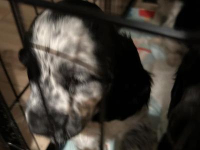 Stunning KC registered Cocker Spaniel puppies for sale in Fermanagh