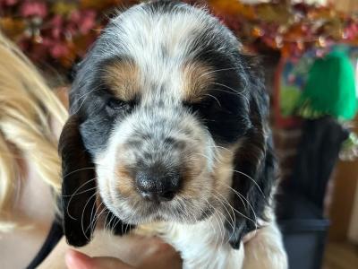 Stunning KC registered Cocker Spaniel puppies for sale in Fermanagh
