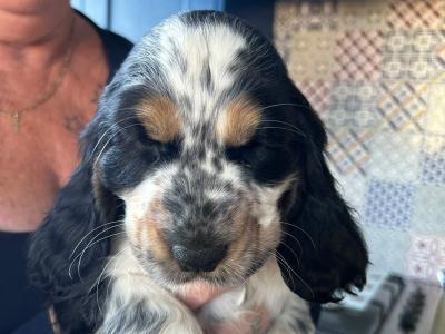 Stunning KC registered Cocker Spaniel puppies for sale in Fermanagh