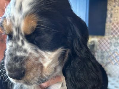 Stunning KC registered Cocker Spaniel puppies for sale in Fermanagh
