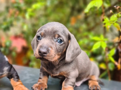 Blue miniature Dachshund puppies in Limerick update: Blue dapple boy sold.