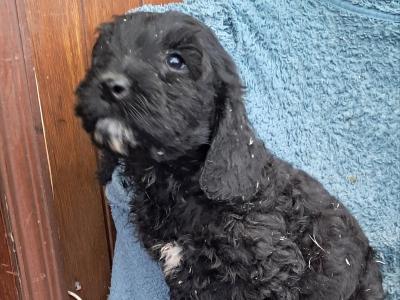 F1 Cockapoo puppies in Cork