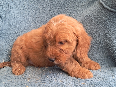 F1 Cockapoo puppies in Cork