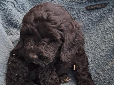 F1 Cockapoo puppies in Cork