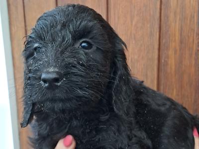 F1 Cockapoo puppies in Cork