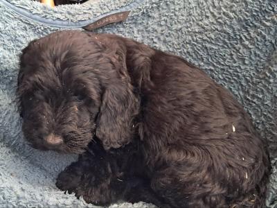 F1 Cockapoo puppies in Cork