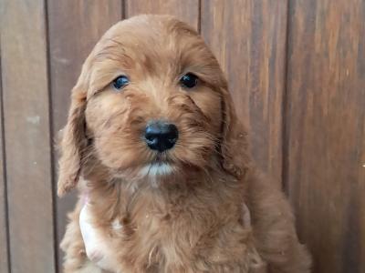 F1 Cockapoo puppies in Cork