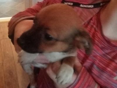 Jug puppies (Jack Russell x Pug) in Cork