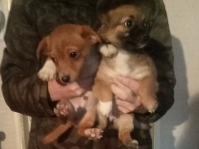 Jug puppies (Jack Russell x Pug) in Cork