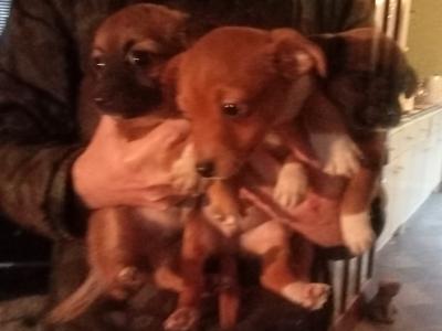 Jug puppies (Jack Russell x Pug) in Cork