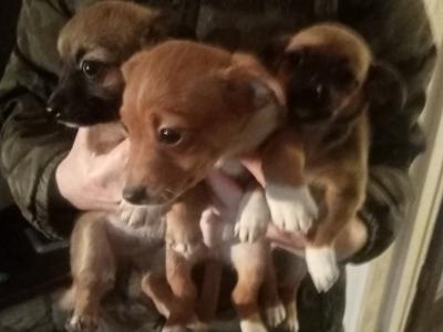 Jug puppies (Jack Russell x Pug) in Cork
