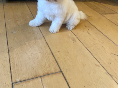 Female Cavachon ✨💕 puppy ✨ in Meath