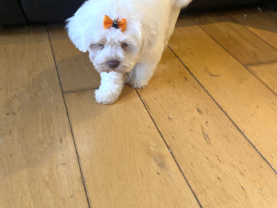 Female Cavachon ✨💕 puppy ✨ in Meath