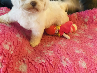 Female Cavachon ✨💕 puppy ✨ in Meath