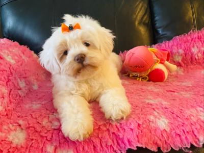 Female Cavachon ✨💕 puppy ✨ in Meath