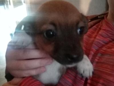 Jug puppies (Jack Russell x Pug) in Cork