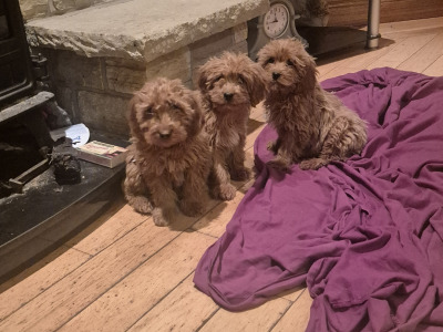 Male Cavapoo puppies in Roscommon