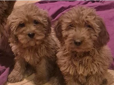Male Cavapoo puppies in Roscommon