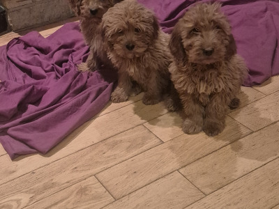 Male Cavapoo puppies in Roscommon