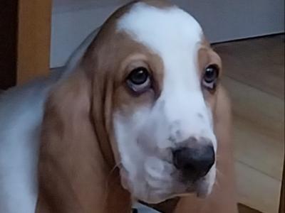 Beautiful Basset Hound puppies in Kilkenny