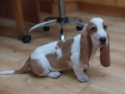 Beautiful Basset Hound puppies in Kilkenny