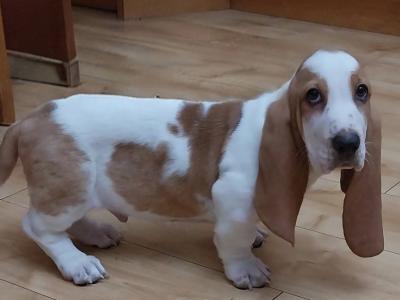 Beautiful Basset Hound puppies in Kilkenny