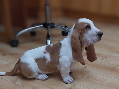 Beautiful Basset Hound puppies in Kilkenny