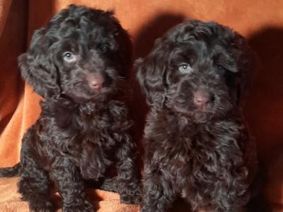 Miniature Chocolate Cockapoo puppies in Waterford