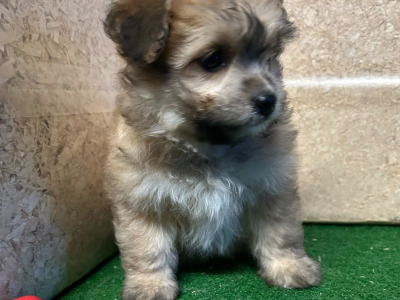 Teddy Bear (Bichon Frise x Shih Tzu) puppies 🐶 in Cavan