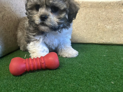 Teddy Bear (Bichon Frise x Shih Tzu) puppies 🐶 in Cavan