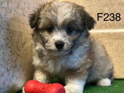 Teddy Bear (Bichon Frise x Shih Tzu) puppies 🐶 in Cavan