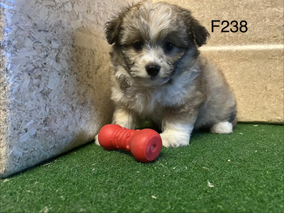 Teddy Bear (Bichon Frise x Shih Tzu) puppies 🐶 in Cavan
