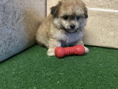 Teddy Bear (Bichon Frise x Shih Tzu) puppies 🐶 in Cavan