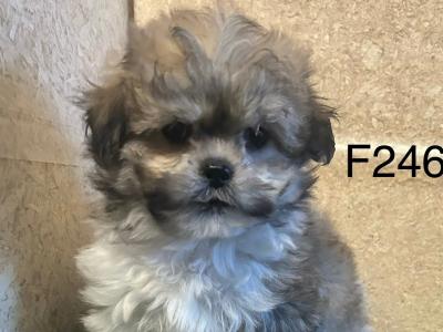 Teddy Bear (Bichon Frise x Shih Tzu) puppies 🐶 in Cavan
