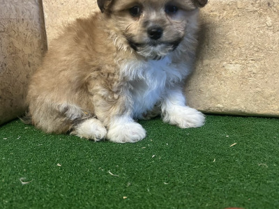 Teddy Bear (Bichon Frise x Shih Tzu) puppies 🐶 in Cavan