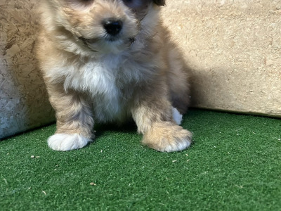 Teddy Bear (Bichon Frise x Shih Tzu) puppies 🐶 in Cavan