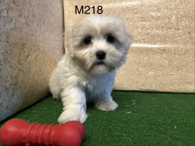 Teddy Bear (Bichon Frise x Shih Tzu) puppies 🐶 in Cavan