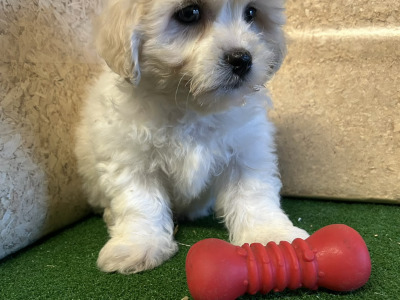 Teddy Bear (Bichon Frise x Shih Tzu) puppies 🐶 in Cavan