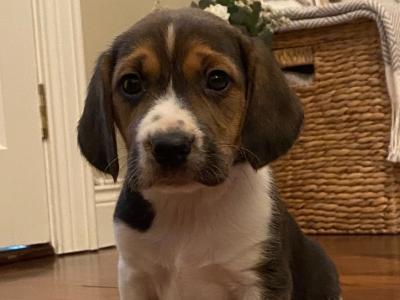 Beagle pups in Tyrone