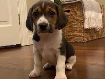 Beagle puppies in Tyrone