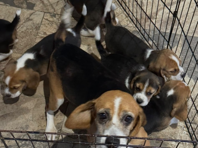 Beagle pups in Tyrone