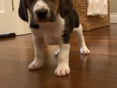 Beagle pups in Tyrone