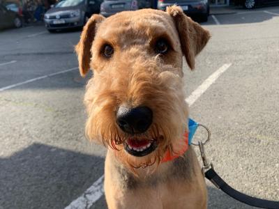 IKC Registered Airedale Terrier in Louth