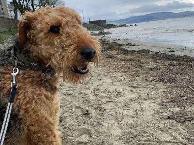 IKC Registered Airedale Terrier in Louth